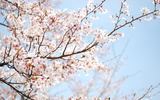 Wallpaper-cherry-tree-blossom-sakura-flower-spring-branch